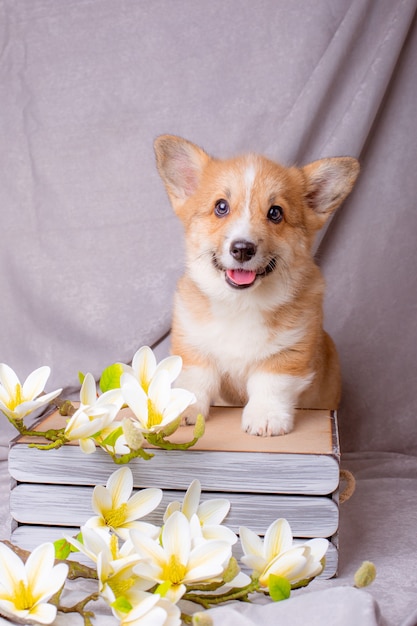 Filhote de Welsh Corgi perto de buquês de flores da primavera