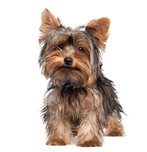 Filhote de Yorkshire Terrier com 5 meses de idade. Retrato de cachorro isolado