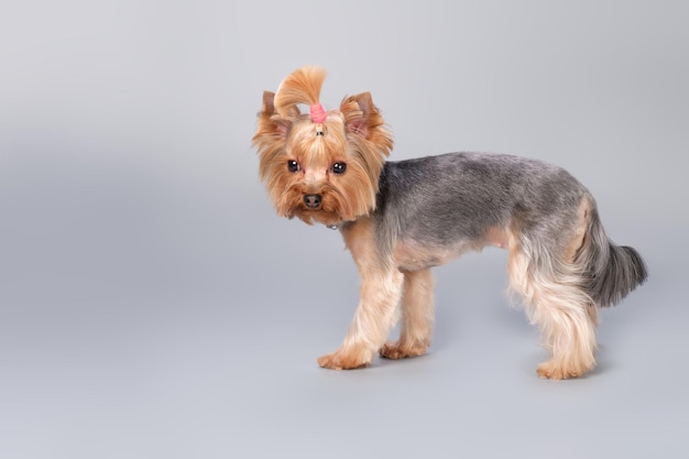 Foto filhote de yorkshire terrier olhando para cima no fundo cinza