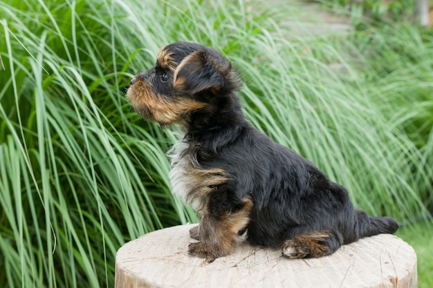 Filhote de yorkshire terrier pequeno na natureza