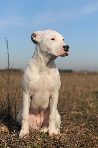 Foto filhote dogo argentino