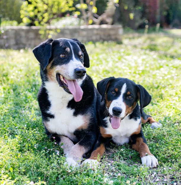 Filhote e adulto Appenzeller Sennenhund