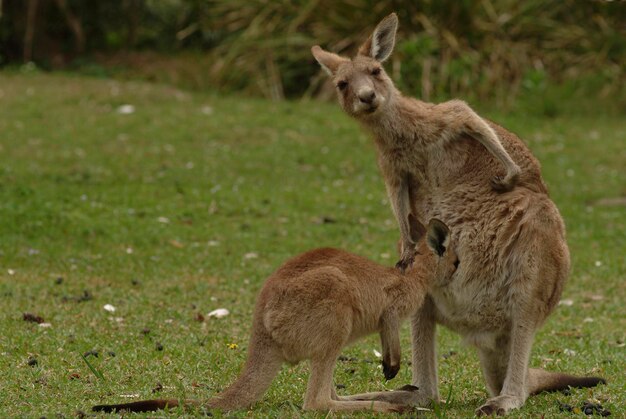 Filhote em lactação de Grey Kangaroo Macropus fuliginosus