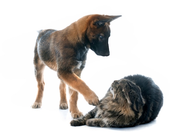 Filhote malinois e maine coon