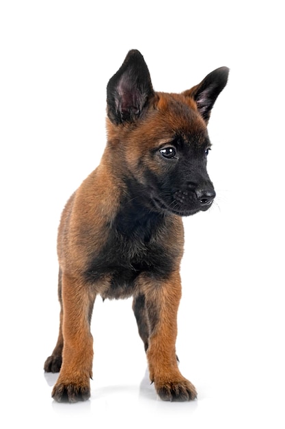 filhote malinois em estúdio