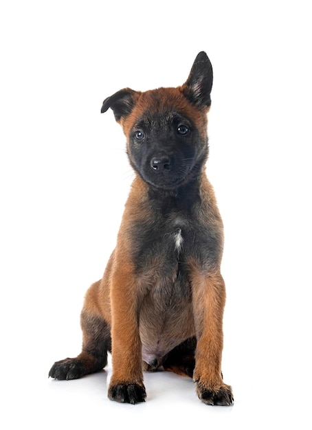 filhote malinois em estúdio