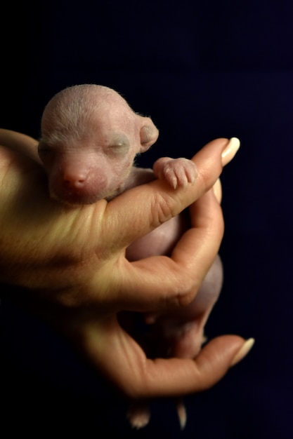 Foto filhote recém-nascido em mãos humanas