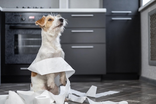 Filhote Wirehaired Jack Russell Terrier está brincando na cozinha O cachorro está embrulhado em papel higiênico branco