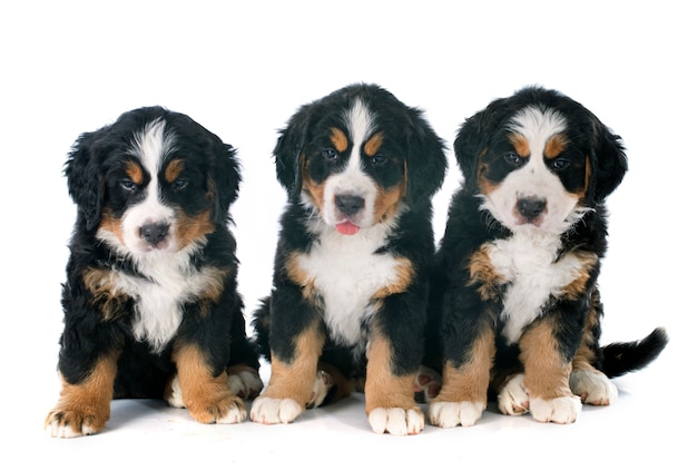 filhotes bernese moutain cão