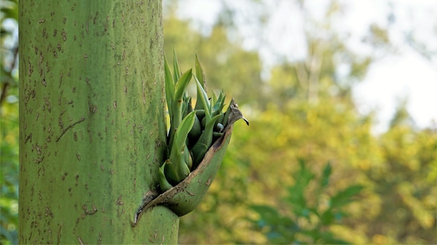 Filhotes de agave saindo da planta mãe Essas plantas se espalham sem floração por meio do crescimento de ramificações