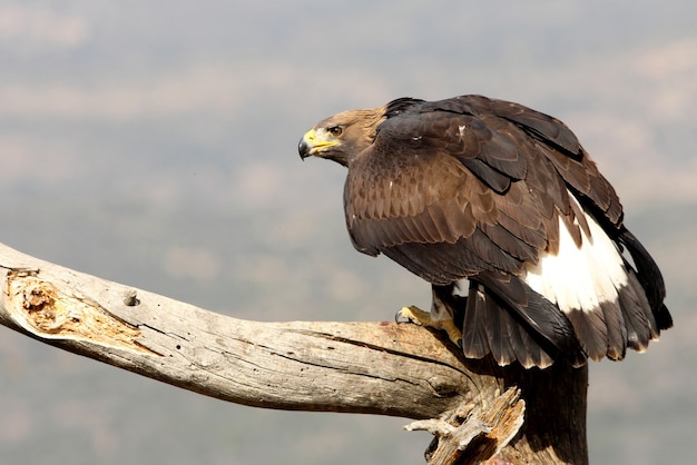 Filhotes de águia dourada, águias, pássaros, raptores