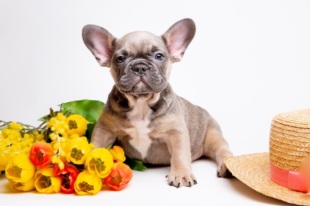 Filhotes de buldogue francês em um chapéu de palha em um fundo branco com um buquê de flores da primavera