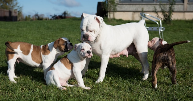 Filhotes de Bulldog americano brincando na natureza