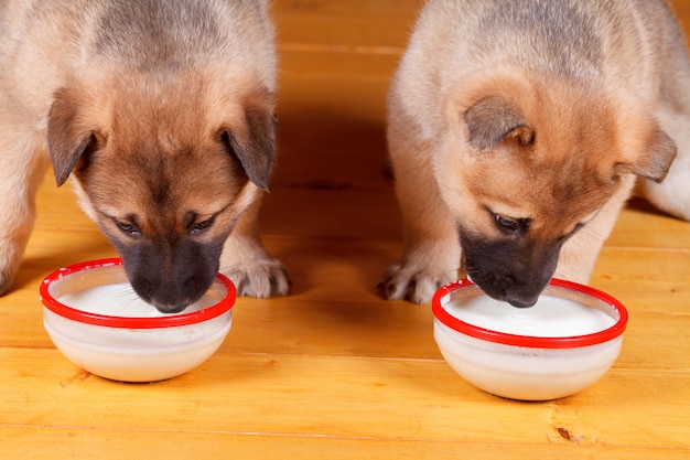 Filhotes de cachorro bonitos pequenos comem de uma bacia.