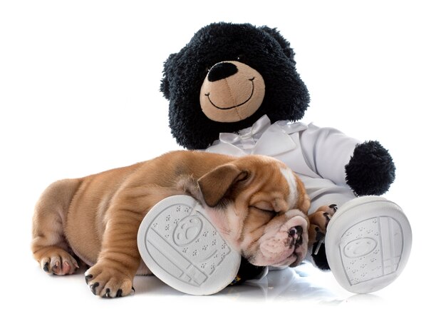 Foto filhotes de cachorro buldogue e brinquedo