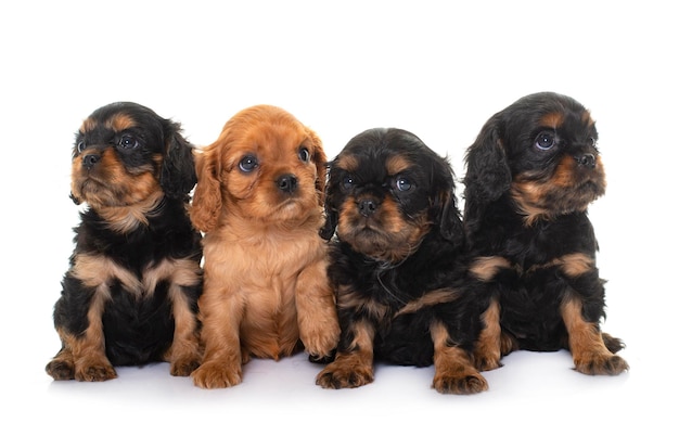 filhotes de cachorro cavalier king charles