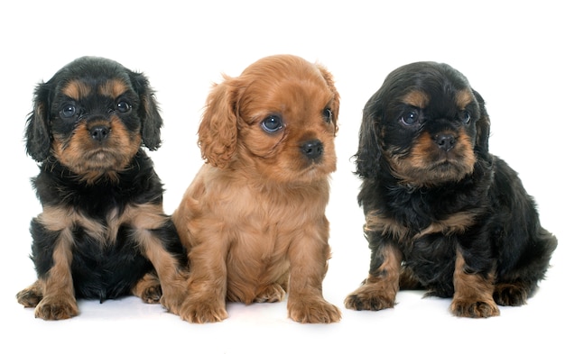 filhotes de cachorro cavalier king charles