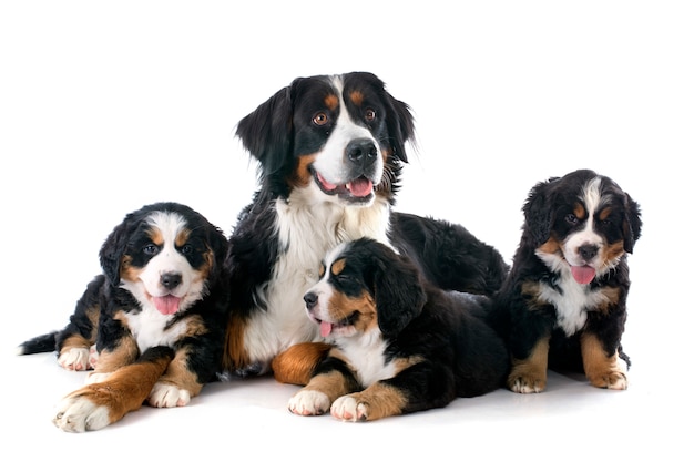 Foto filhotes de cachorro e cão bernese adulto moutain