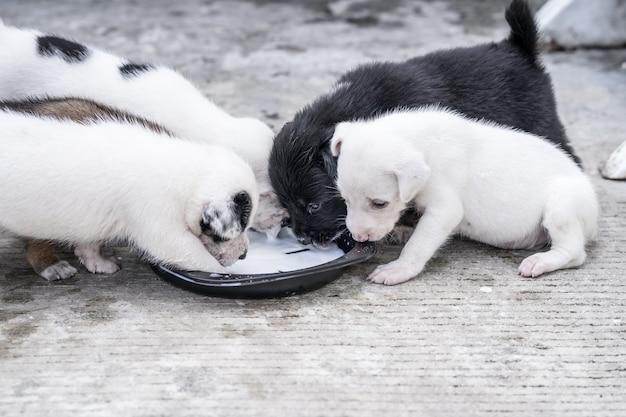 Filhotes de cachorro estão comendo o leite materno no prato preto