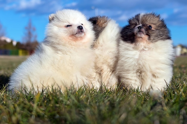 Filhotes de cachorro. Filhotes de cachorro Pomeranian brincando ao ar livre Pomeranian spitz-dog