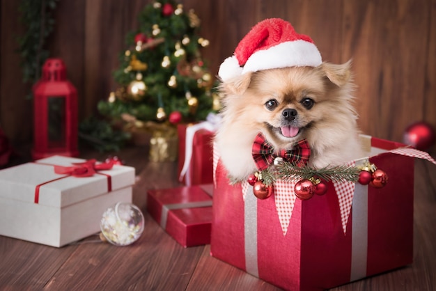 Filhotes de cachorro fofo Pomerânia usando chapéu de Papai Noel em caixa de presente