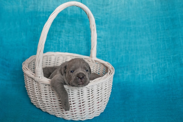 Filhotes de cachorro fofos Cane Corso em uma cesta de vime.