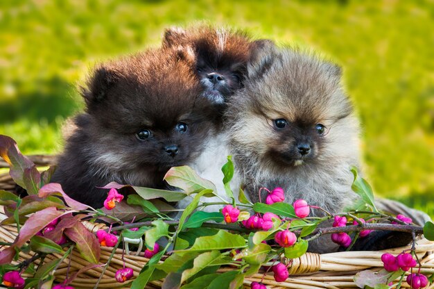 Filhotes de cachorro fofos da Pomerânia sentados do lado de fora