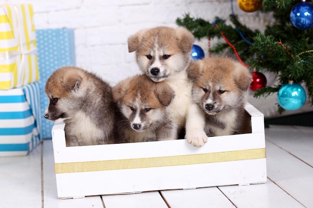 Filhotes de cachorro japonês Akitainu akita inu