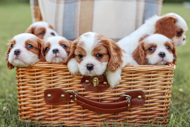 Filhotes de cachorro King Charles Spaniels em uma cesta tendo como pano de fundo a natureza no verão quente