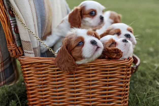 Filhotes de cachorro king charles spaniels em uma cesta tendo como pano de fundo a natureza no verão quente