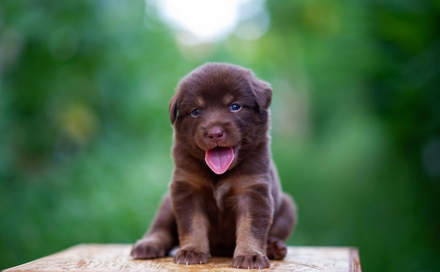 Filhotes de cachorro marrons bonitos, sentado na mesa