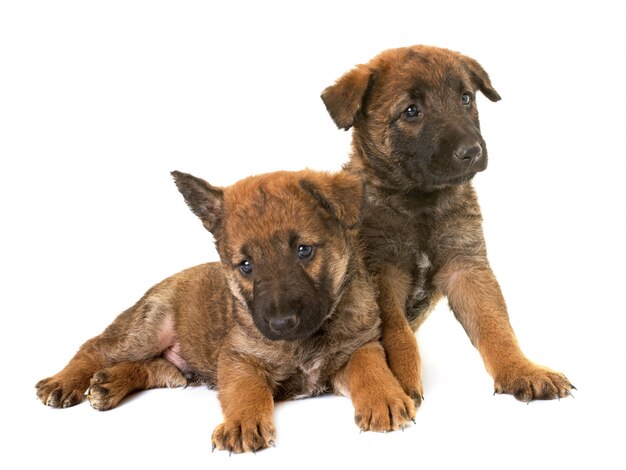 Filhotes de cachorro pastor belga cão laekenois