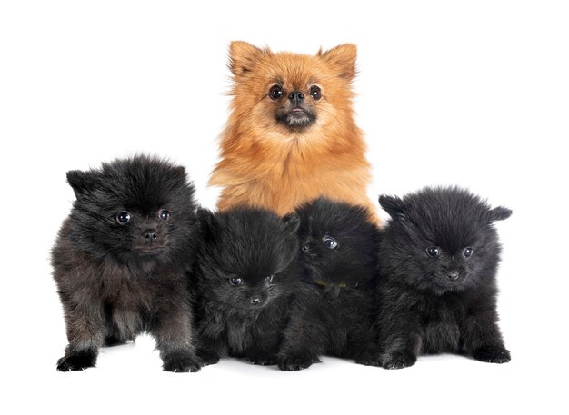 Filhotes de cachorro pomeranian