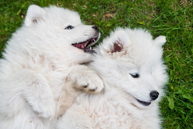 Filhotes de cachorro Samoiedos brancos e fofinhos brincando