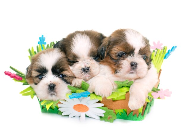 filhotes de cachorro shih tzu