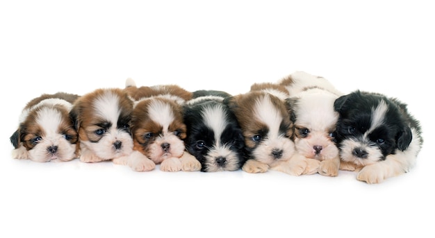 Foto filhotes de cachorro shih tzu