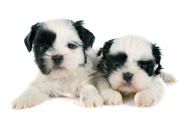 Filhotes de cachorro shih tzu