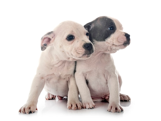 Foto filhotes de cachorro staffordshire bull terrier na frente do branco