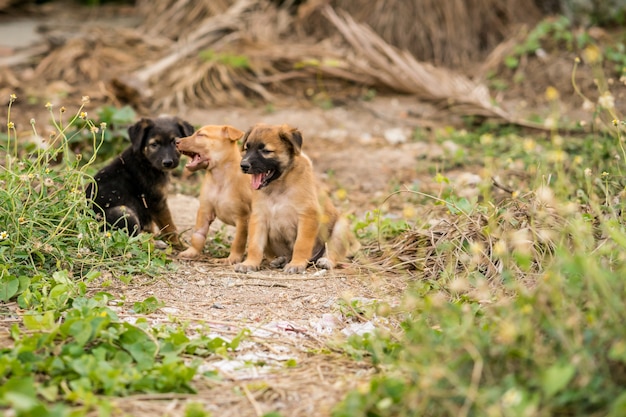 Filhotes de cachorro vadios marrons e pretos sentados no chão