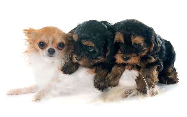 Filhotes de cachorro yorkshire terrier e chihuahua