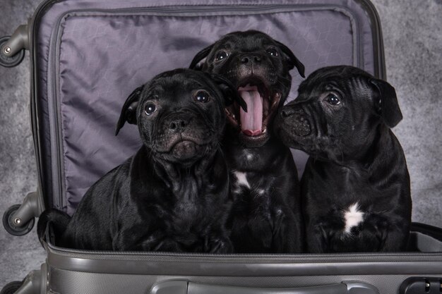 Filhotes de cães Black American Staffordshire Bull Terrier em uma mala em fundo cinza