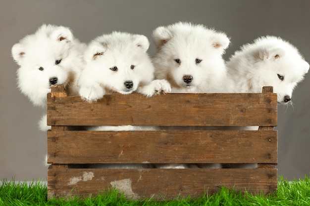 Filhotes de cães samoiedos isolados em branco