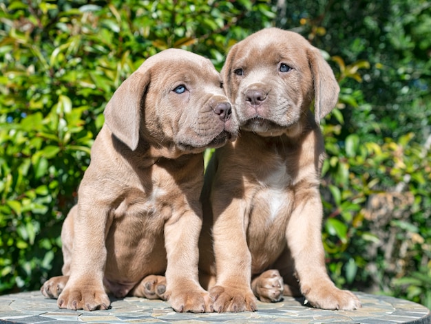 Foto filhotes de cane corso no quintal