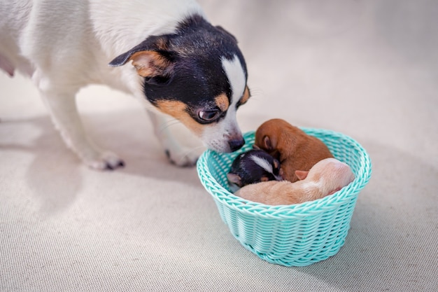 Filhotes de chihuahua recém-nascidos deitados em uma cesta, a mãe olhando para eles