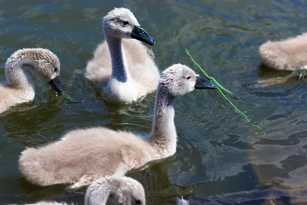 Filhotes de cisne em um parque da cidade Pequenos cisnes no lago