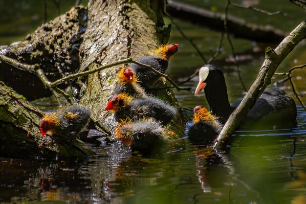 Foto filhotes de coot preto pedindo comida de sua mãe foto de alta qualidade