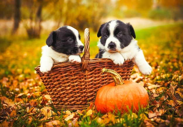 Foto filhotes de corgi com abóboras na natureza