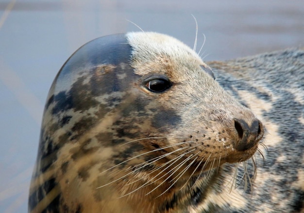 Filhotes de foca cinza recém-nascidos na praia