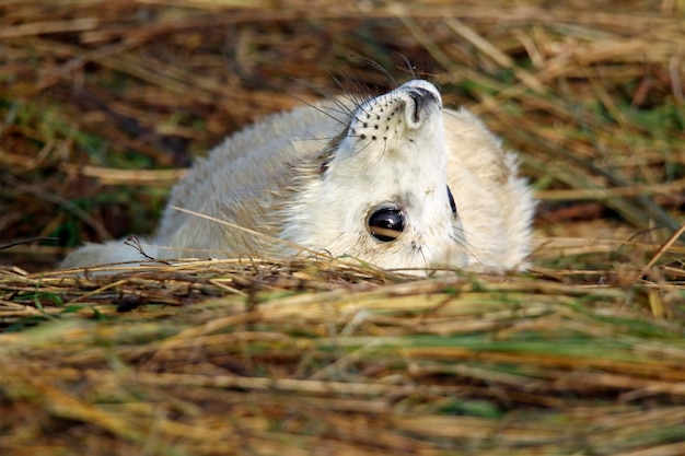 Filhotes de foca cinza recém-nascidos na praia