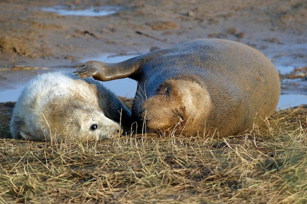 Filhotes de foca cinza recém-nascidos na praia